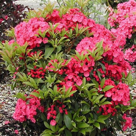 Pink Laurel: The South Invites Itself To The Garden